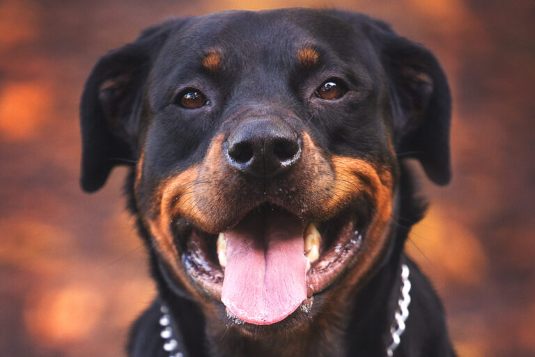 Dag lieve Roxy…